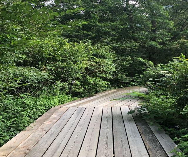 箱根湿性花園