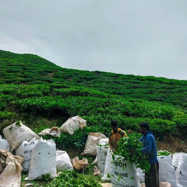 BOH Tea (ไร่ชาคาเมรอน, มาเลเซีย)