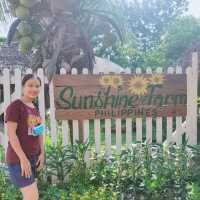 Sunshine Farm 🌻