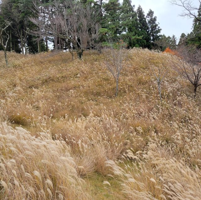 設有自家芝士館｜六甲山牧場