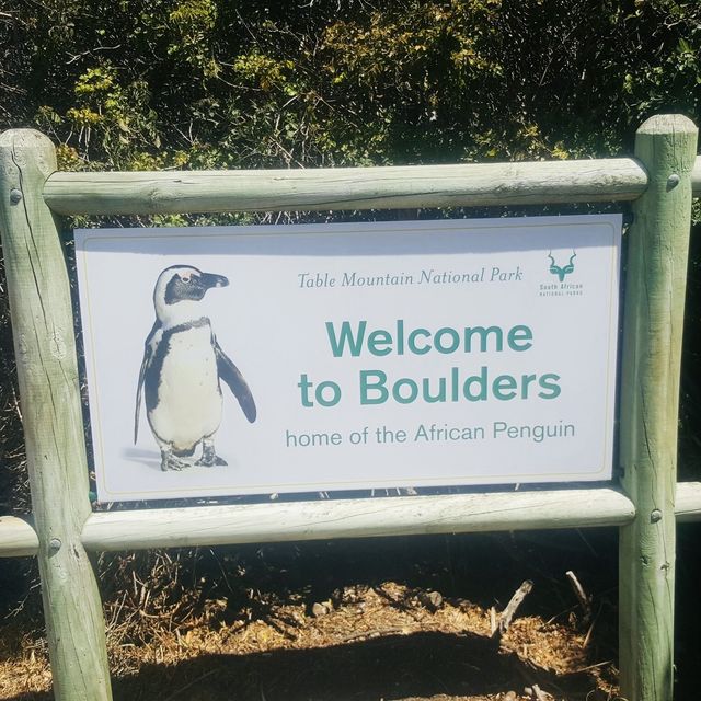 南非🇿🇦開普敦 ｜非洲最美的城市🥰自由行