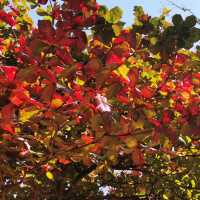 紅葉🍁打卡（青衣公園）市區內既紅葉交通超方便