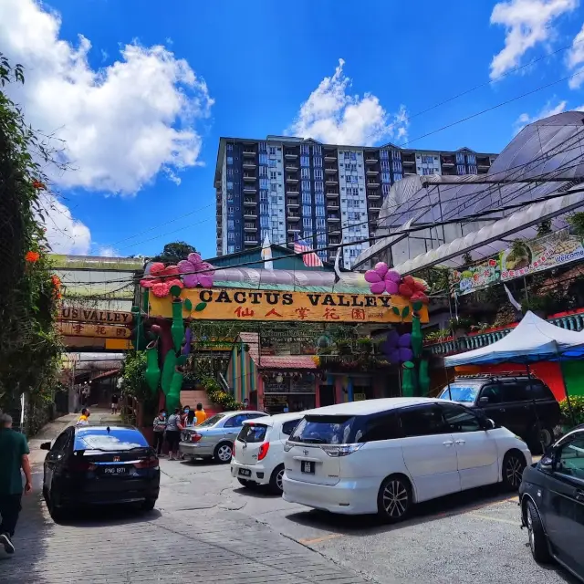 Cameron Highland Cactus Valley