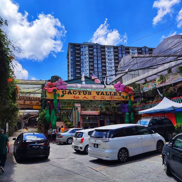 Cameron Highland Cactus Valley