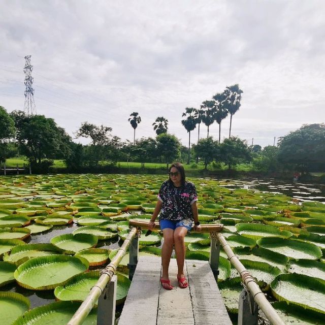 สวนบัว​กระด้ง​  เมืองสองแคว​ 