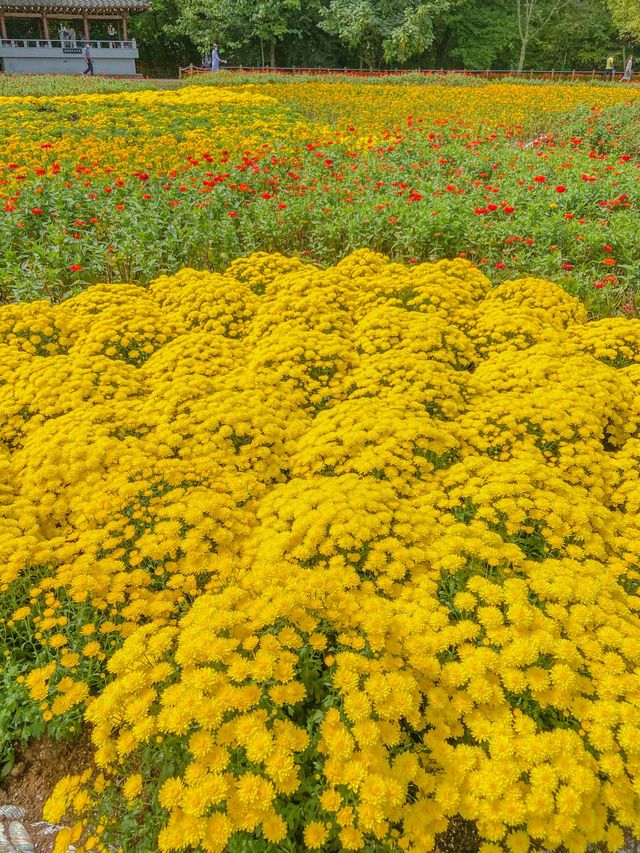 황화 코스모스 한가득, 함양 상림공원💛
