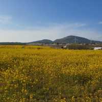 제주도에서 광활한 유채꽃을 볼 수 있는 “녹산로유채꽃길”