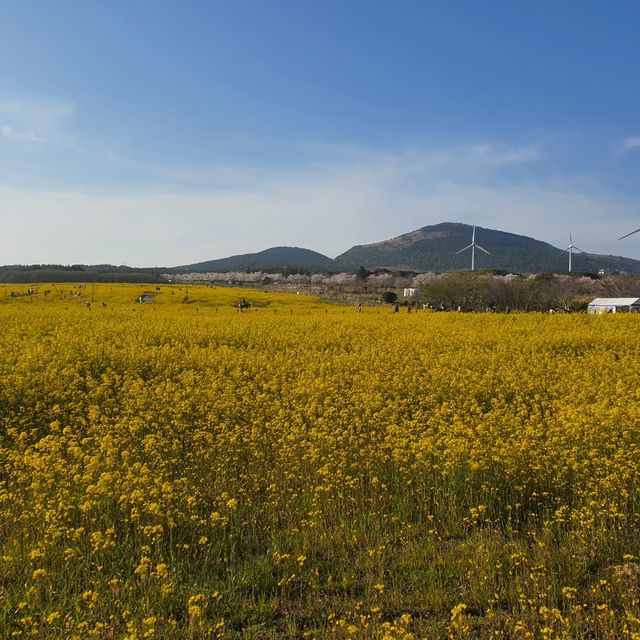 제주도에서 광활한 유채꽃을 볼 수 있는 “녹산로유채꽃길”