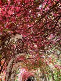 走進30米勒杜鵑花花隧道🌸