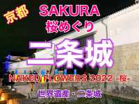 京都　SAKURA 桜めぐり❗️二条城のライトアップされた夜桜に感動❗️
