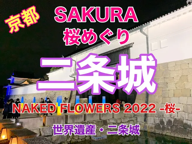 京都　SAKURA 桜めぐり❗️二条城のライトアップされた夜桜に感動❗️