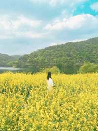 경주에서 유채꽃 풍경 제일 예쁜 카페🌼