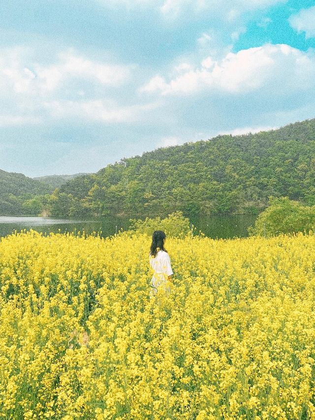 경주에서 유채꽃 풍경 제일 예쁜 카페🌼