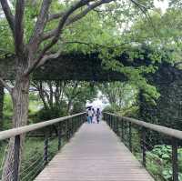 【茨城】ネモフィラの絶景！国営ひたち海浜公園