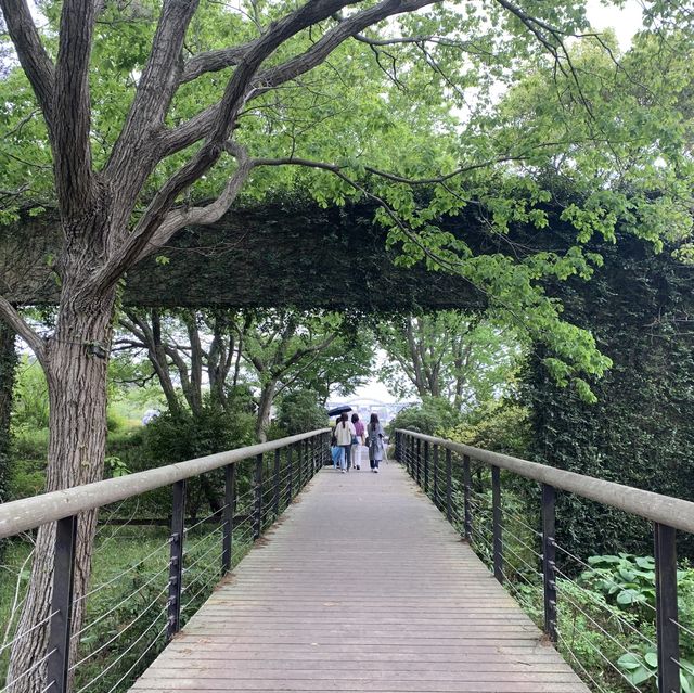 【茨城】ネモフィラの絶景！国営ひたち海浜公園