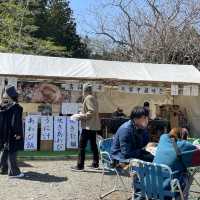 北海道　松前公園のさくらまつり