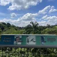 MacRitchie Reservoir and TreeTop Walk! 🌴🍃☀️