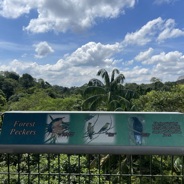 MacRitchie Reservoir and TreeTop Walk! 🌴🍃☀️