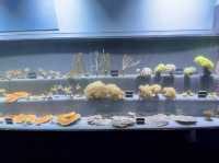 【法國旅遊】適合一家大細嘅水族館(⁎⁍̴̛ᴗ⁍̴̛⁎)