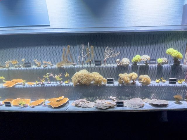 【法國旅遊】適合一家大細嘅水族館(⁎⁍̴̛ᴗ⁍̴̛⁎)
