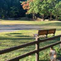 紅葉を見ることができる巨大な公園です