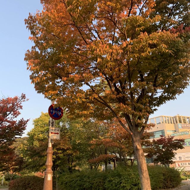 가을에 방문하기 딱 좋은 아산 곡교천