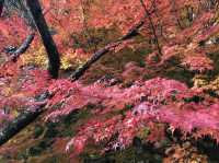 【滋賀】県内随一の紅葉スポット！鶏足寺をご紹介