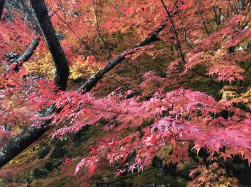 【滋賀】県内随一の紅葉スポット!鶏足寺をご紹介
