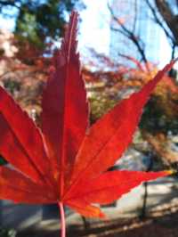 東京鐵塔下片片紅葉