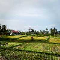 Private fine dining above rice fields!