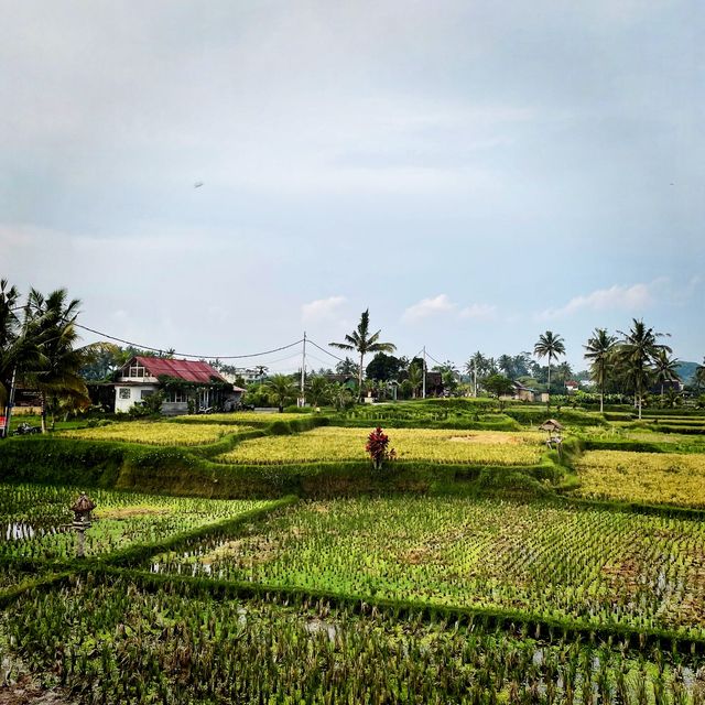 Private fine dining above rice fields!