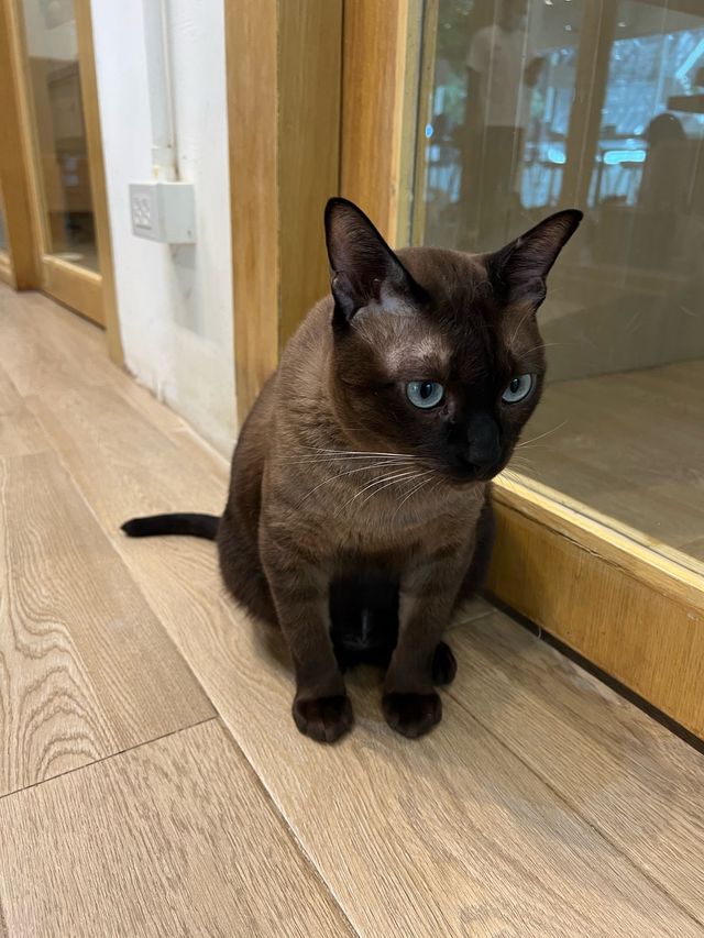動物愛好者天堂