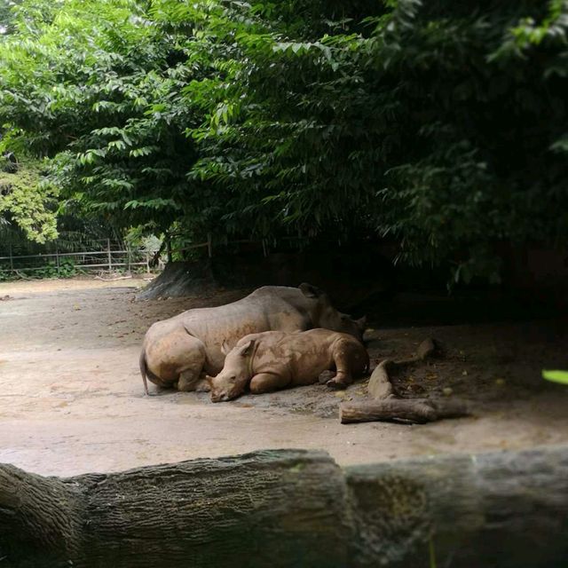 Campany Family Day @ Singapore Zoo