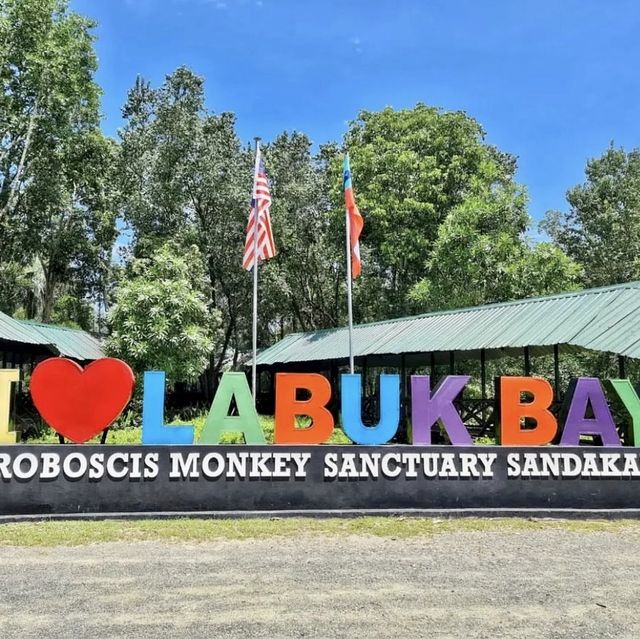 Labuk bay proboscis monkey sanctuary - Borneo