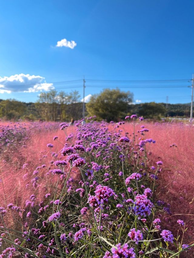 춘천 핑크뮬리 천국💓🌸