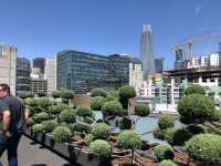 A lovely rooftop garden