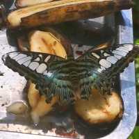 Butterfly Conservatory in the Elephant Valley