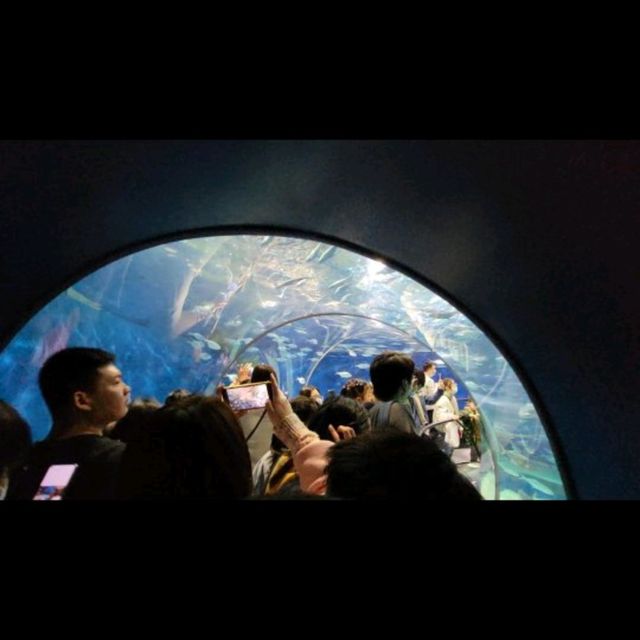 Shanghai aquarium 