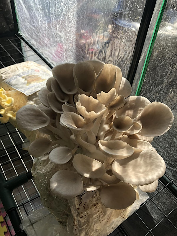 Culture de champignons - avancé | 475 Ave Champlain