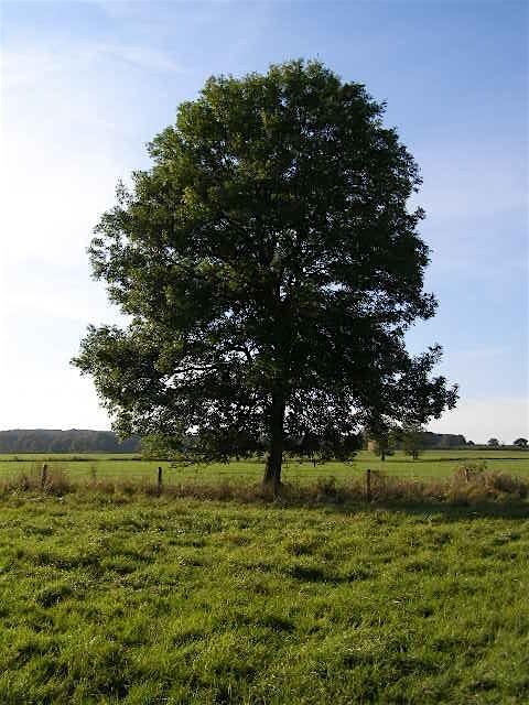 Mindfulness retreat | The restoration yard, Dalkeith country park, Scotland