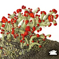 Botanical Details in Colored Pencil | The Landcraft Garden Foundation