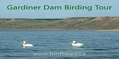 Gardiner Dam - Anerley Lakes Birding Tour from Saskatoon | Western Development Museum
