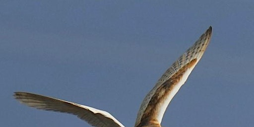 Guided Walk - Long Walk: Discover Lunt Meadows led by Senior Reserve Officer | Lunt Meadows