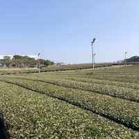 [제주도 디저트맛집🍵] 🌱오설록 티뮤지엄🌱