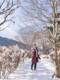 The Snow Monkeys of Jigokudani