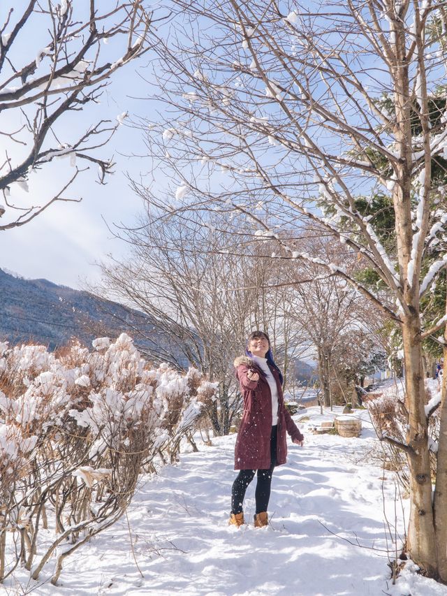 The Snow Monkeys of Jigokudani