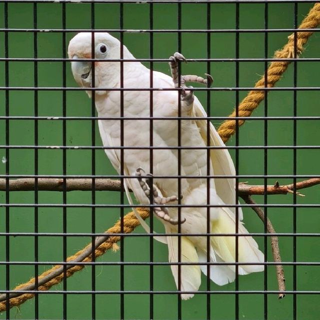 Bird Paradise at Jurong Bird Park