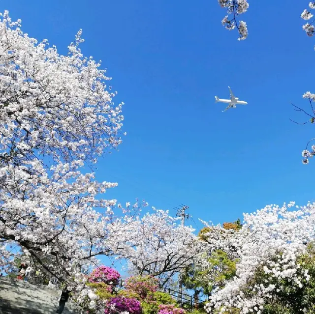 [福岡市]桜🌸満開で花吹雪舞う「西公園」