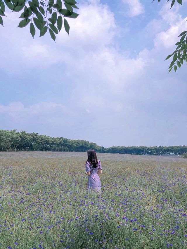 아그로랜드 수레국화 보러 나들이 가요 💙