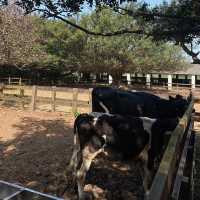 埔心牧場🪵✨可愛療癒動物